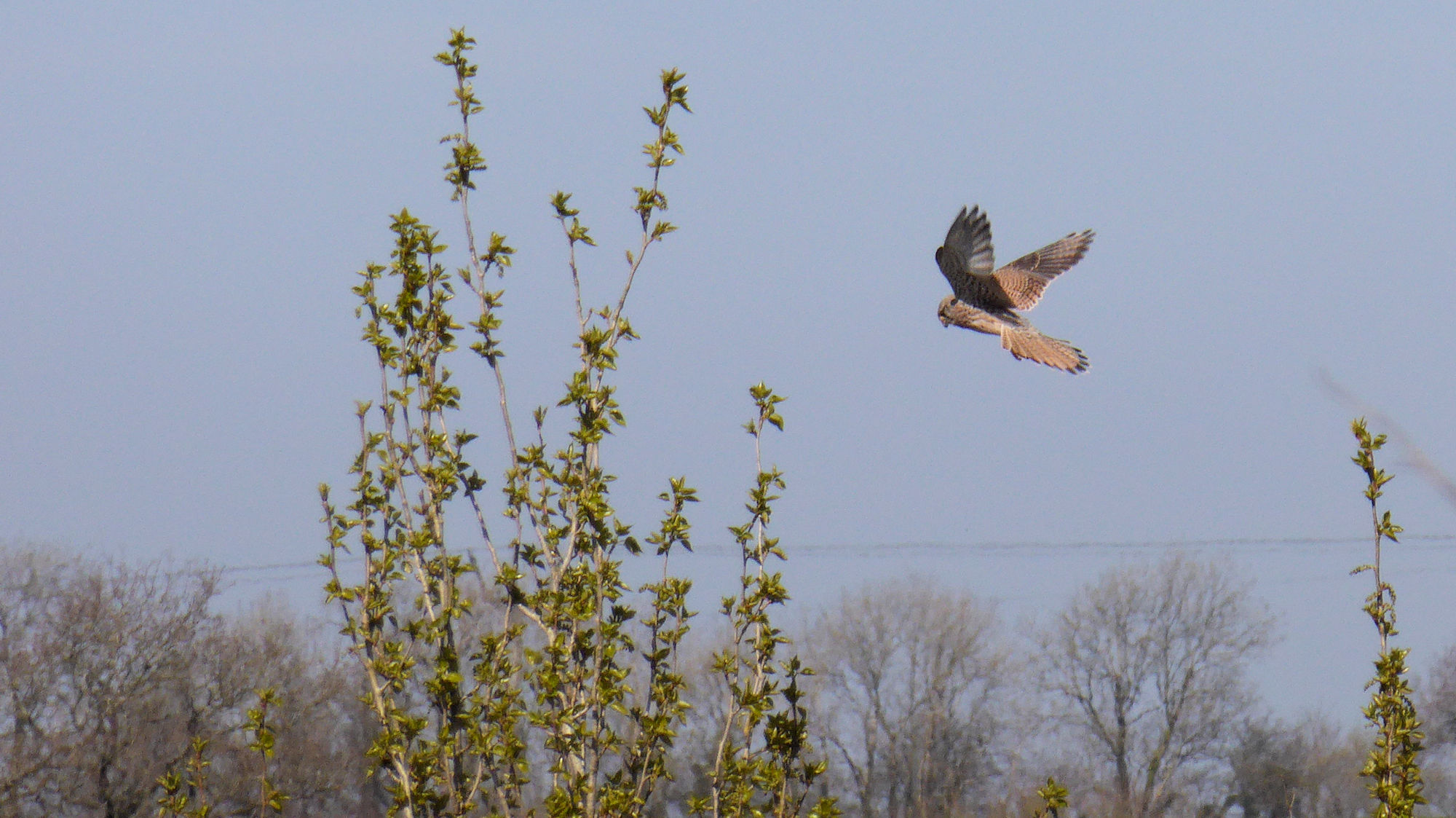 kestrel hovering in the sky