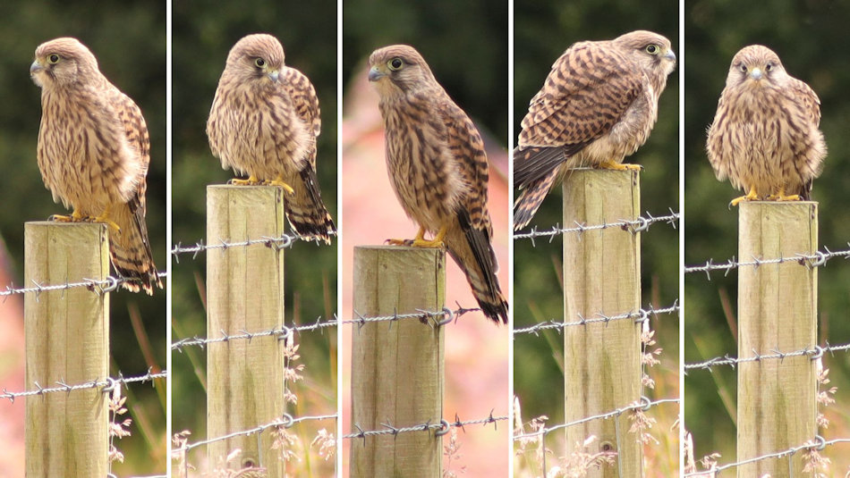 5 kestrel chicks sat on fence posts all in a row