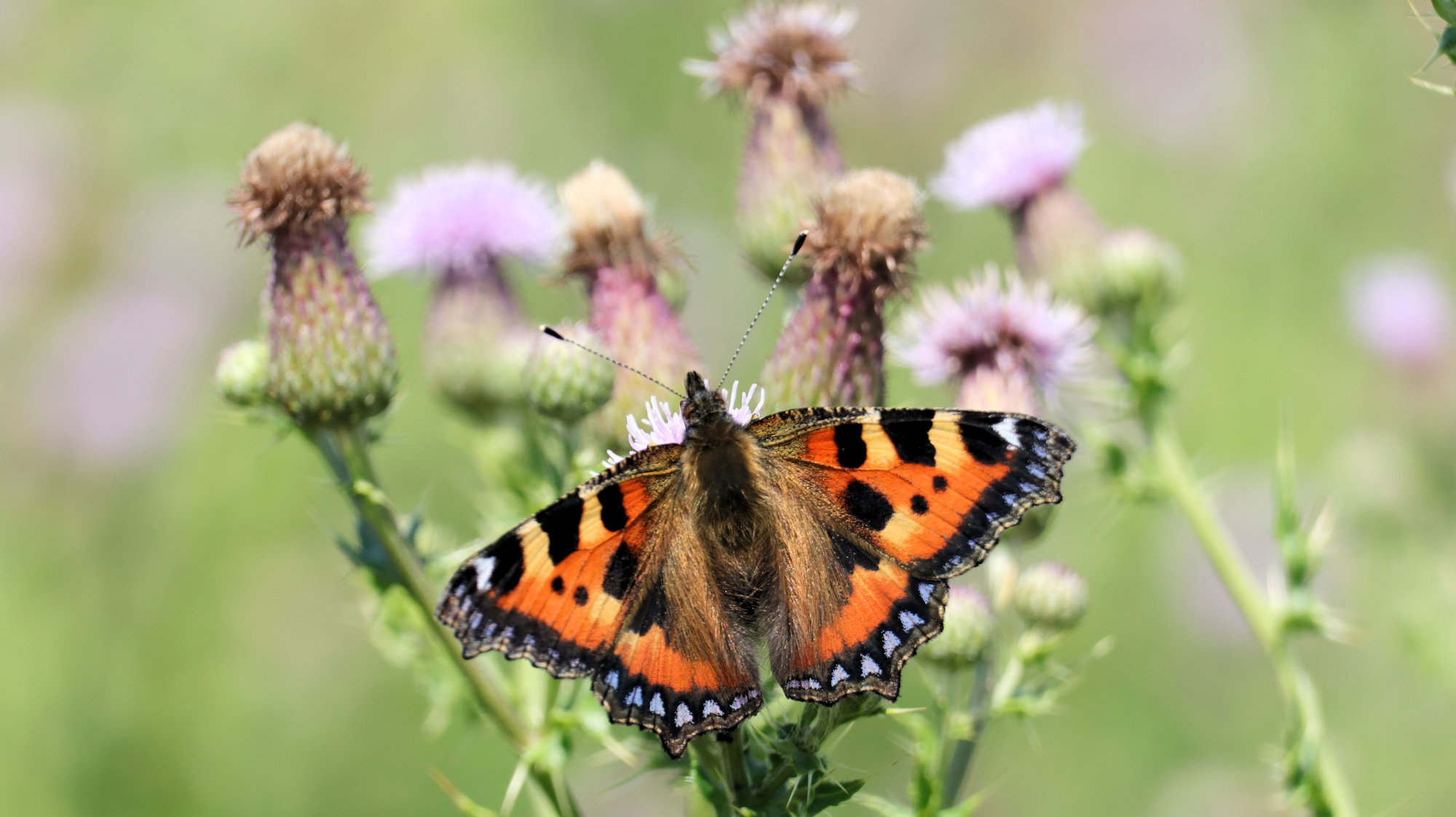 small tortoiseshell butterfly on thistle flowers