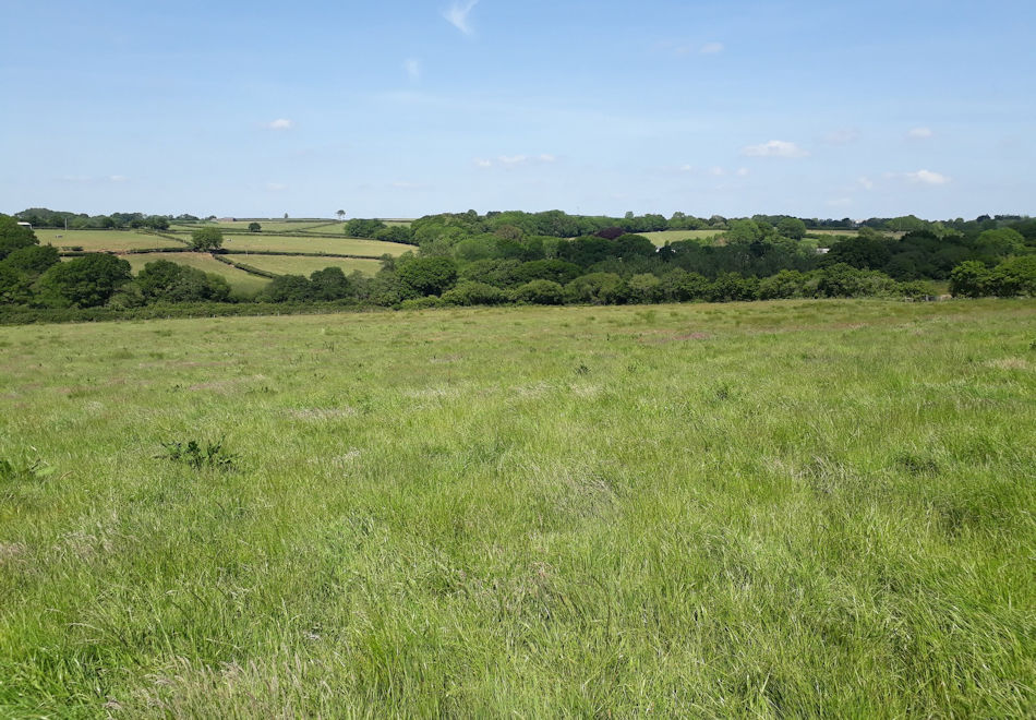 a green pasture