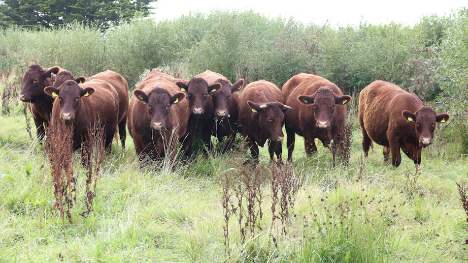 photo shows a line up of 9 red ruby cattle, all facing the camera in a field, with a hedge behind them