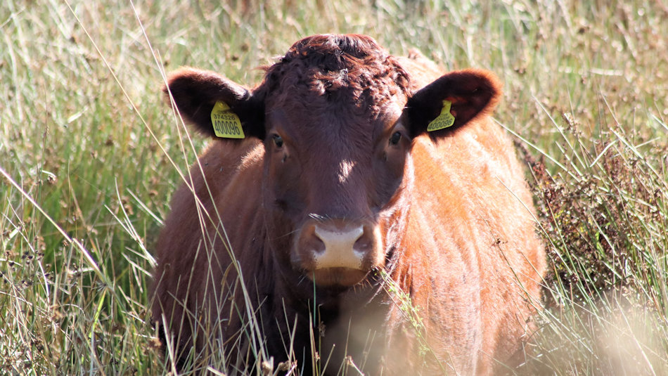 a single red devon animal in amongst vegetation, it's looking straight at the camera