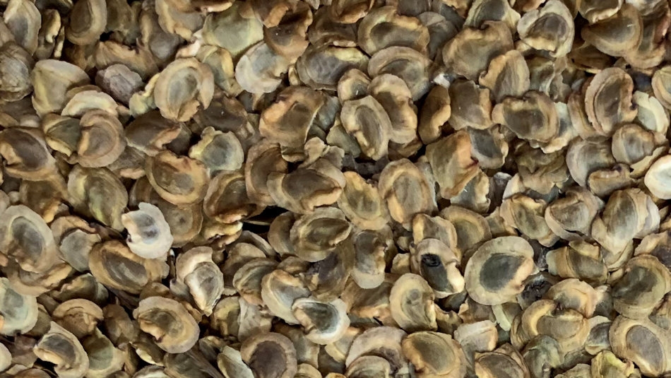 close up photo of yellow rattle seeds