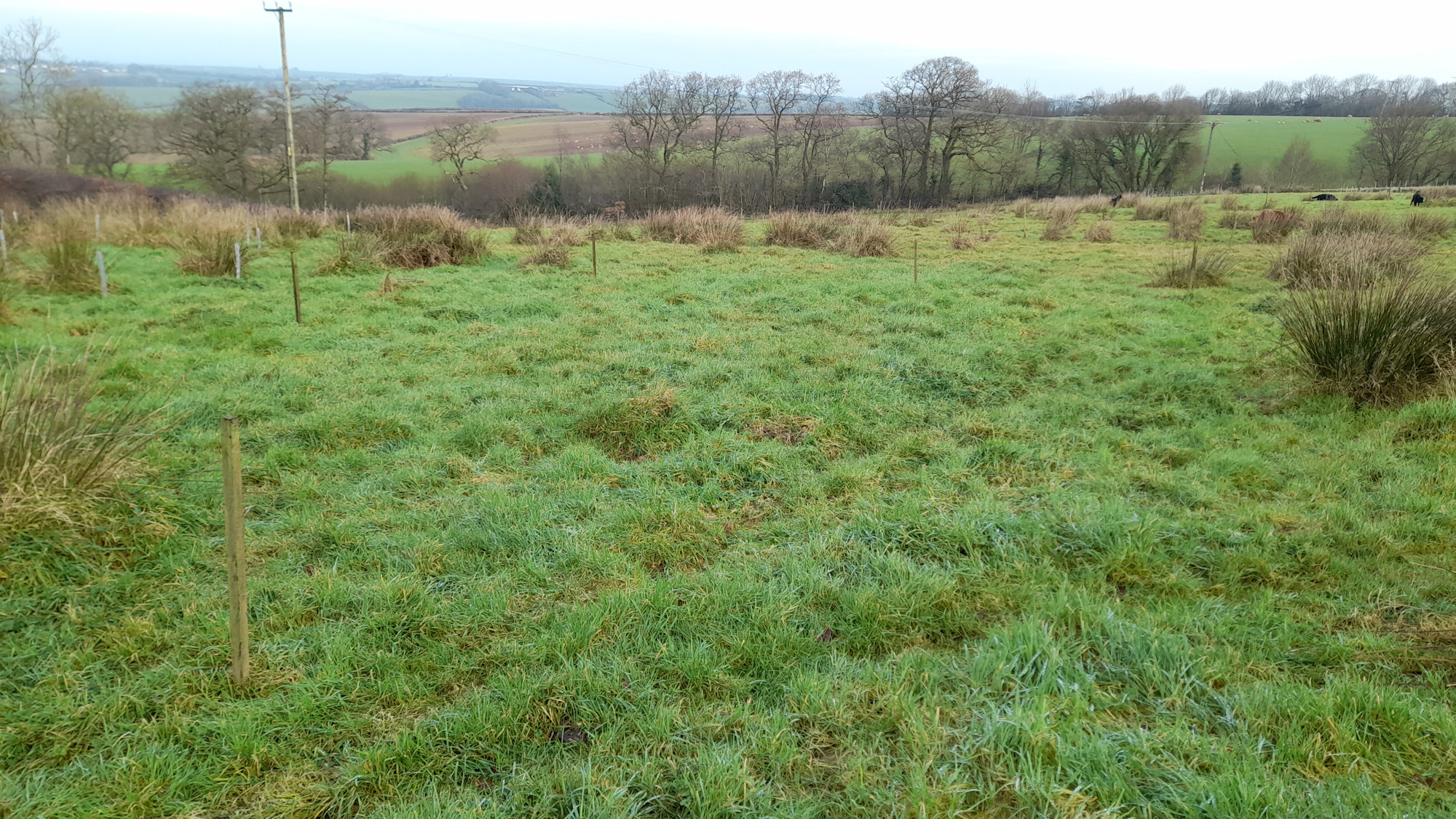 view over a rough field with clumps of rush in the background