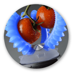 tomato_pluck
