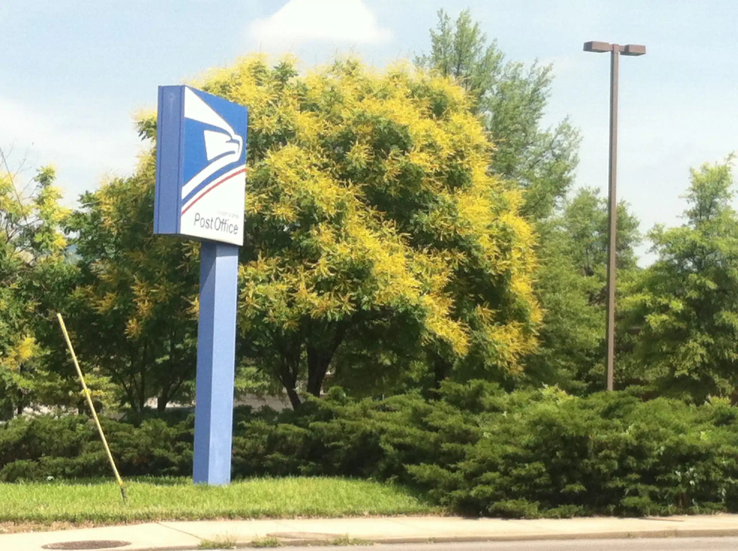 Golden Rain Tree For Treetuesday Steemit