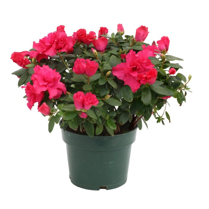 Azalea – Vickery Wholesale Greenhouse Azalea net worth