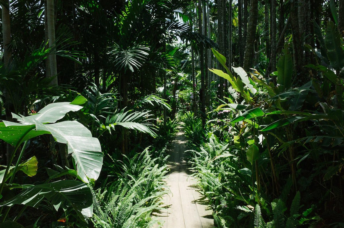 pic of path in the jungle