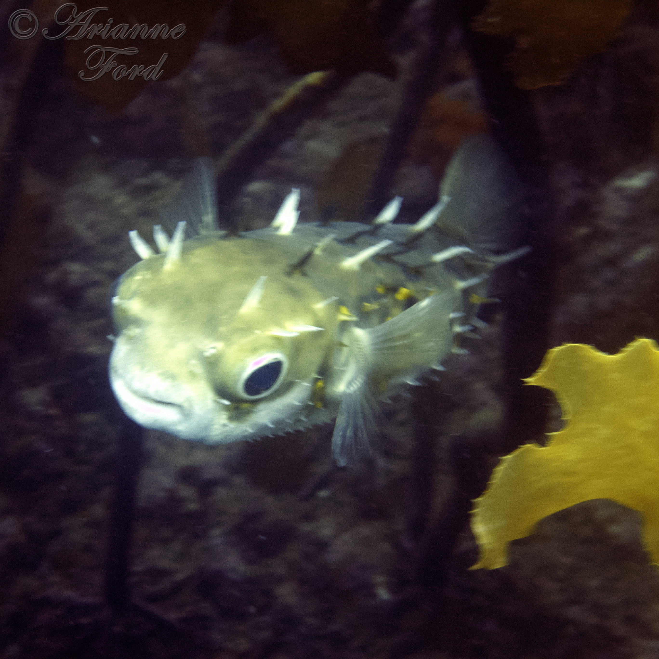 Bay of Islands - arch dive, puffer