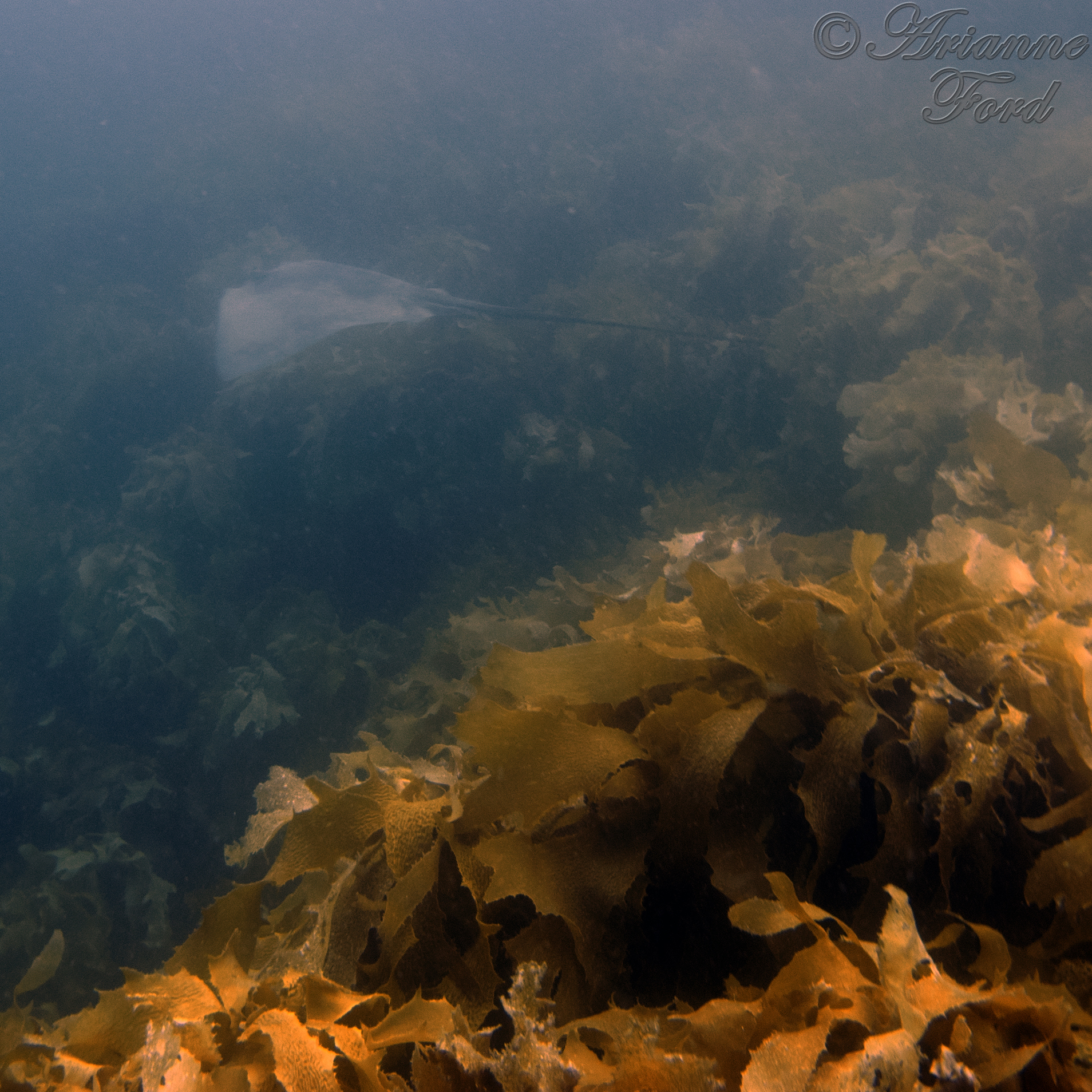 Bay of Islands - arch dive, ray