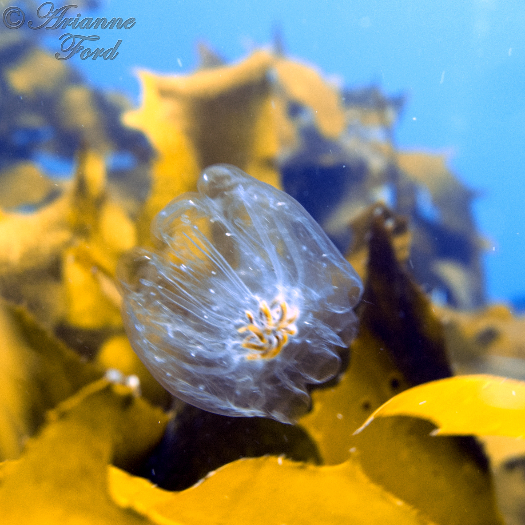 Poor Knights - full of these jellies