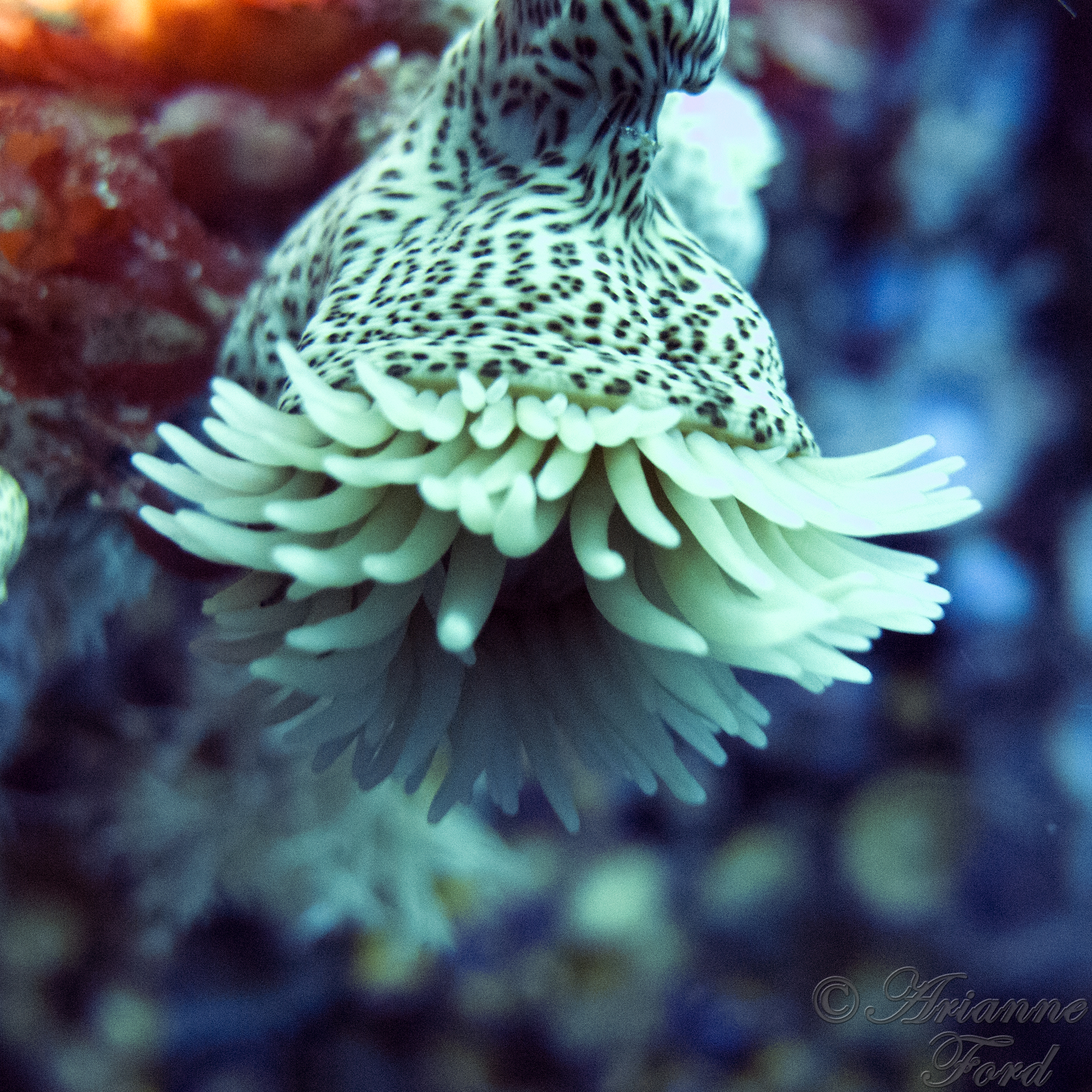 Poor Knights - guides were obsessed with finding these leopard anenomes, not sure why?