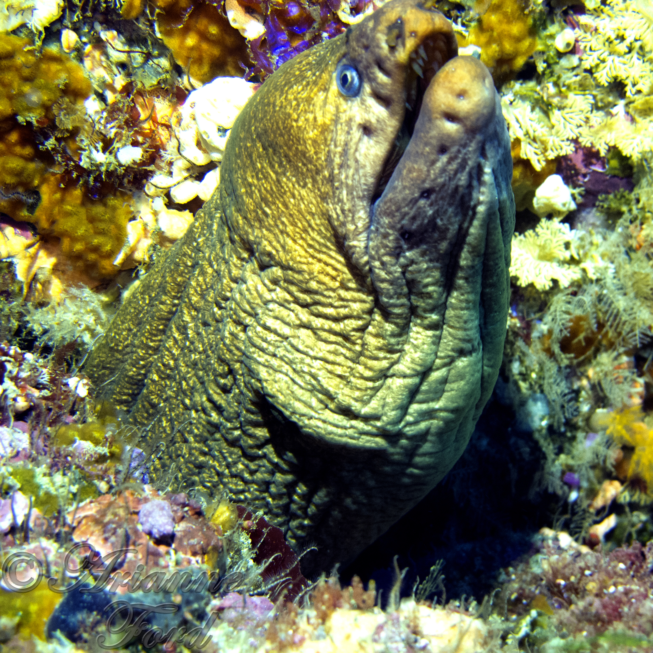 Poor Knights - moray