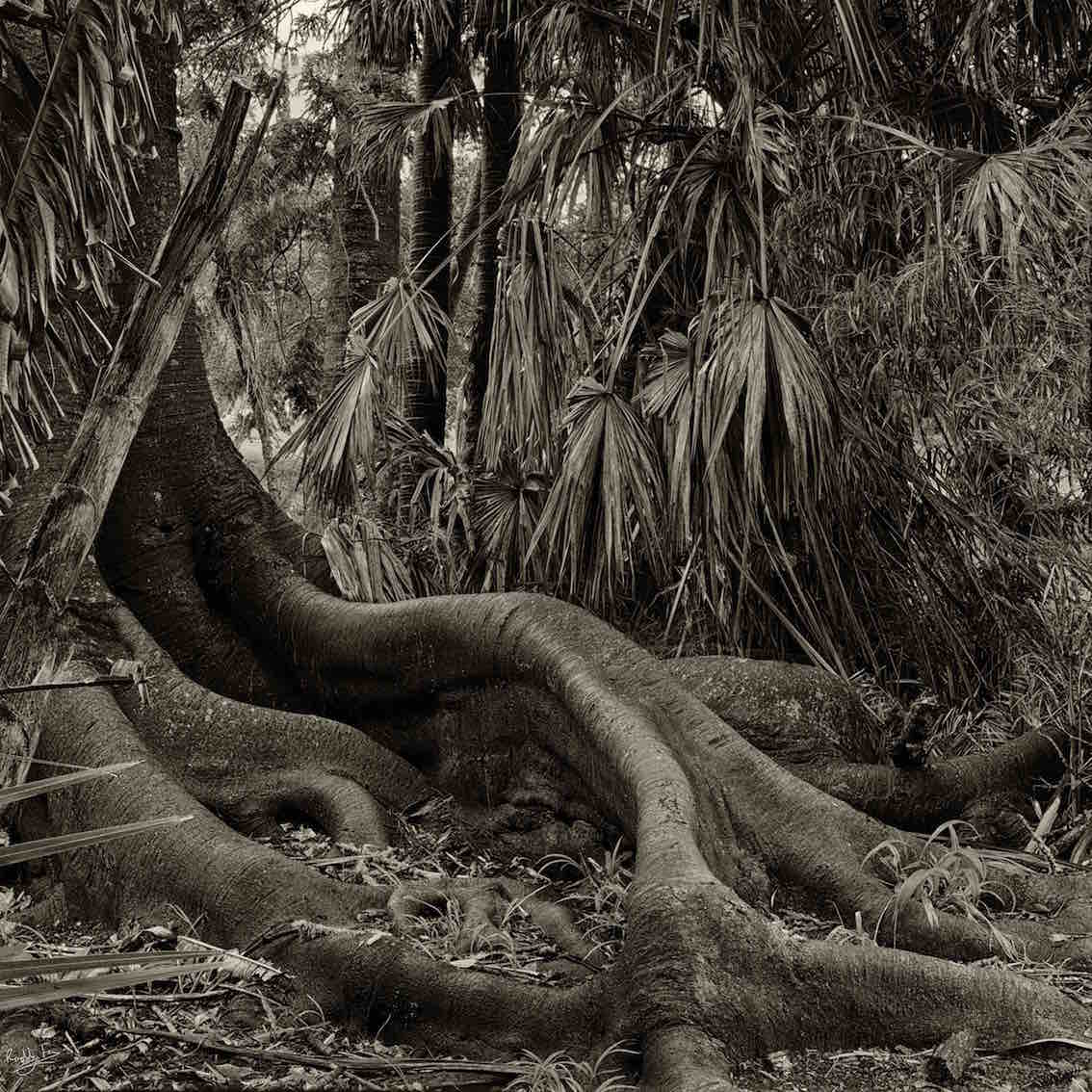 Fig Tree in Botanic Gardens
