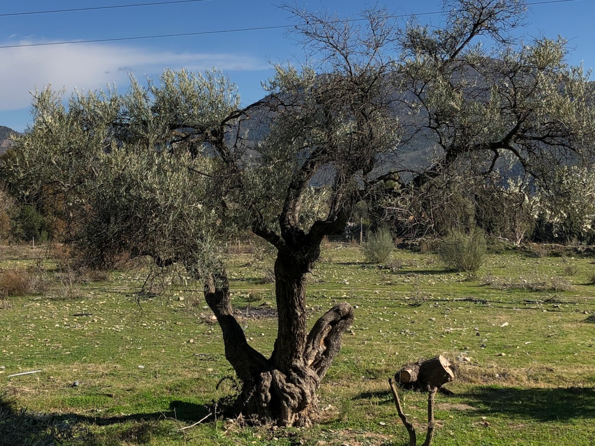 Olive tree