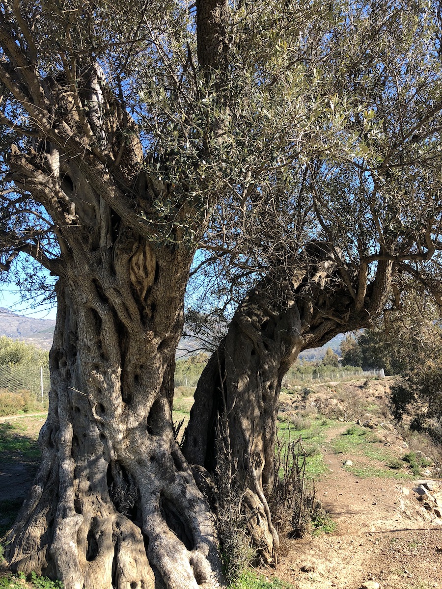 Ancient olive tree