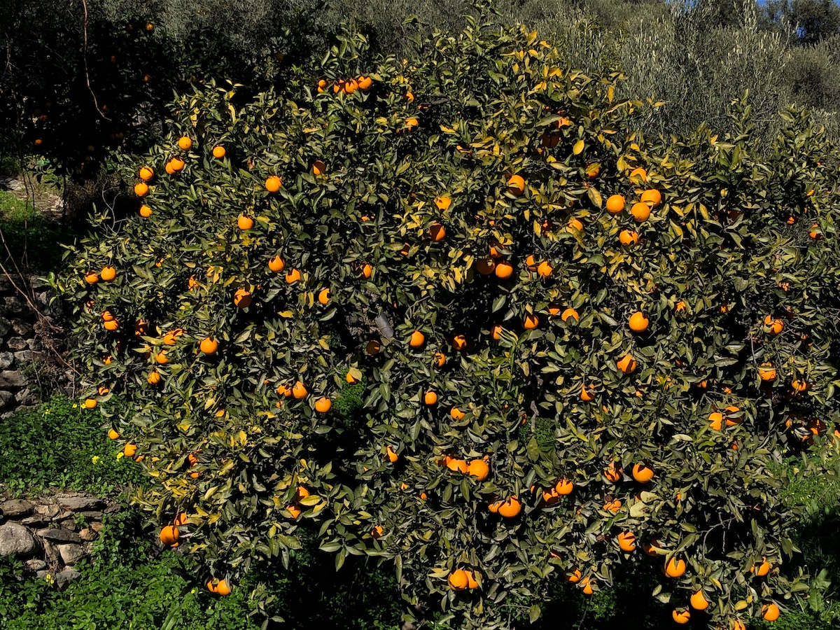 Orange tree