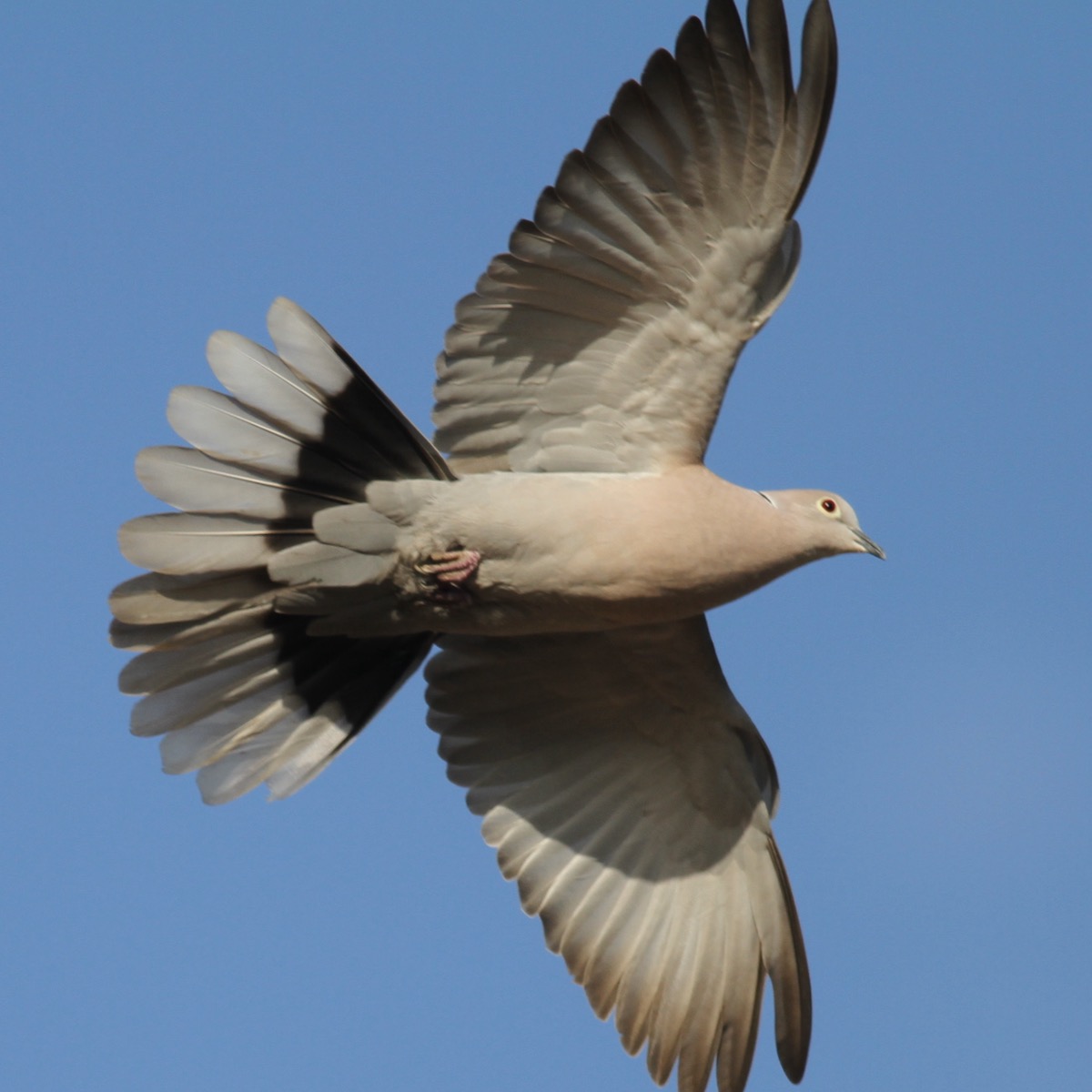 Collared Dove