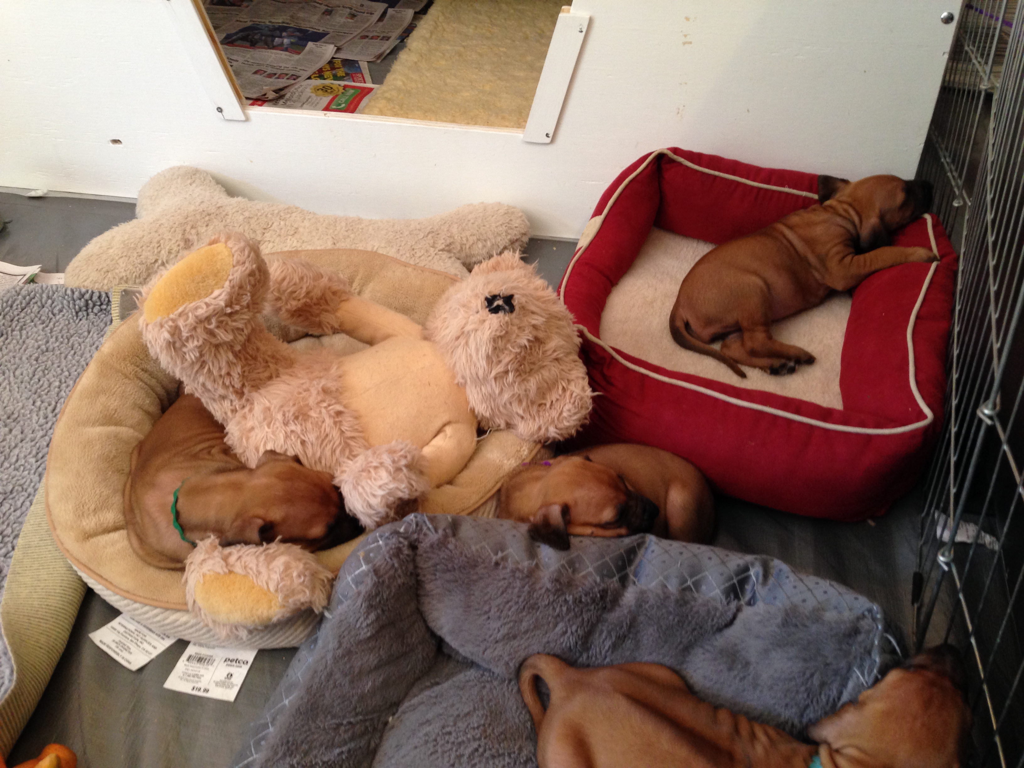 pups sleeping-2