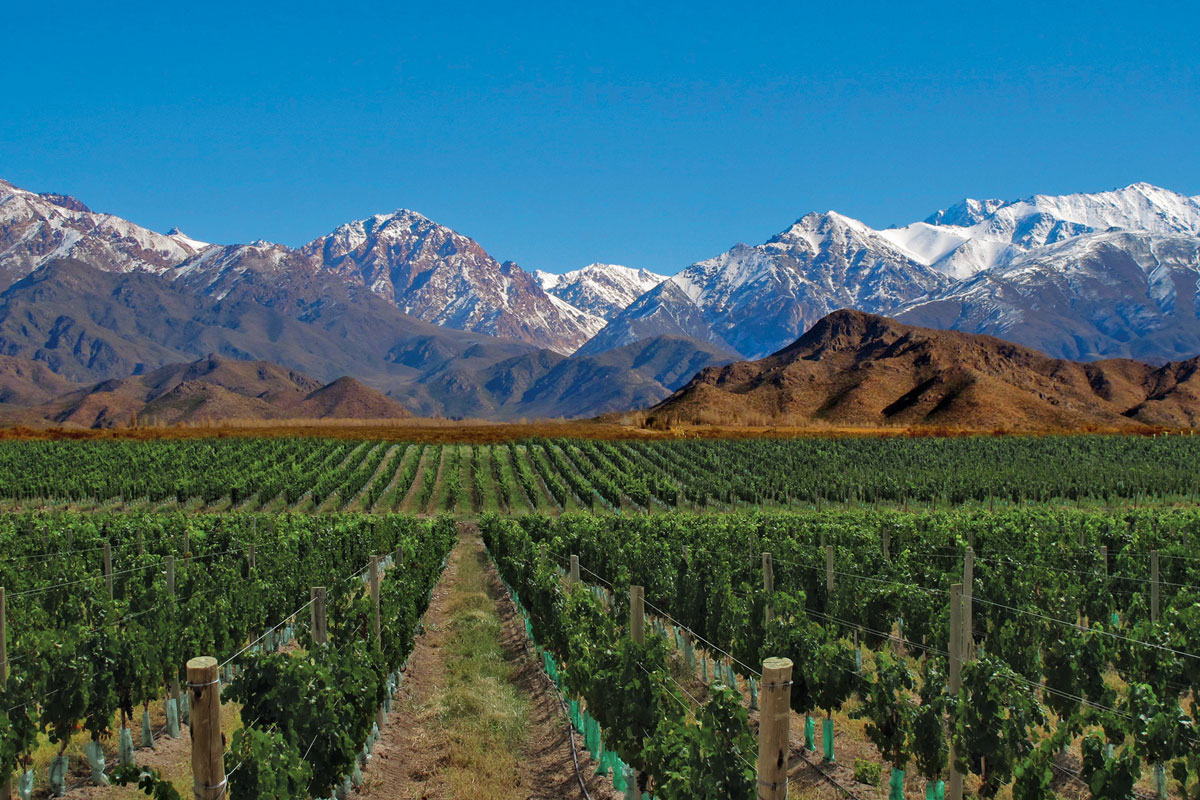 The Best South American Wines