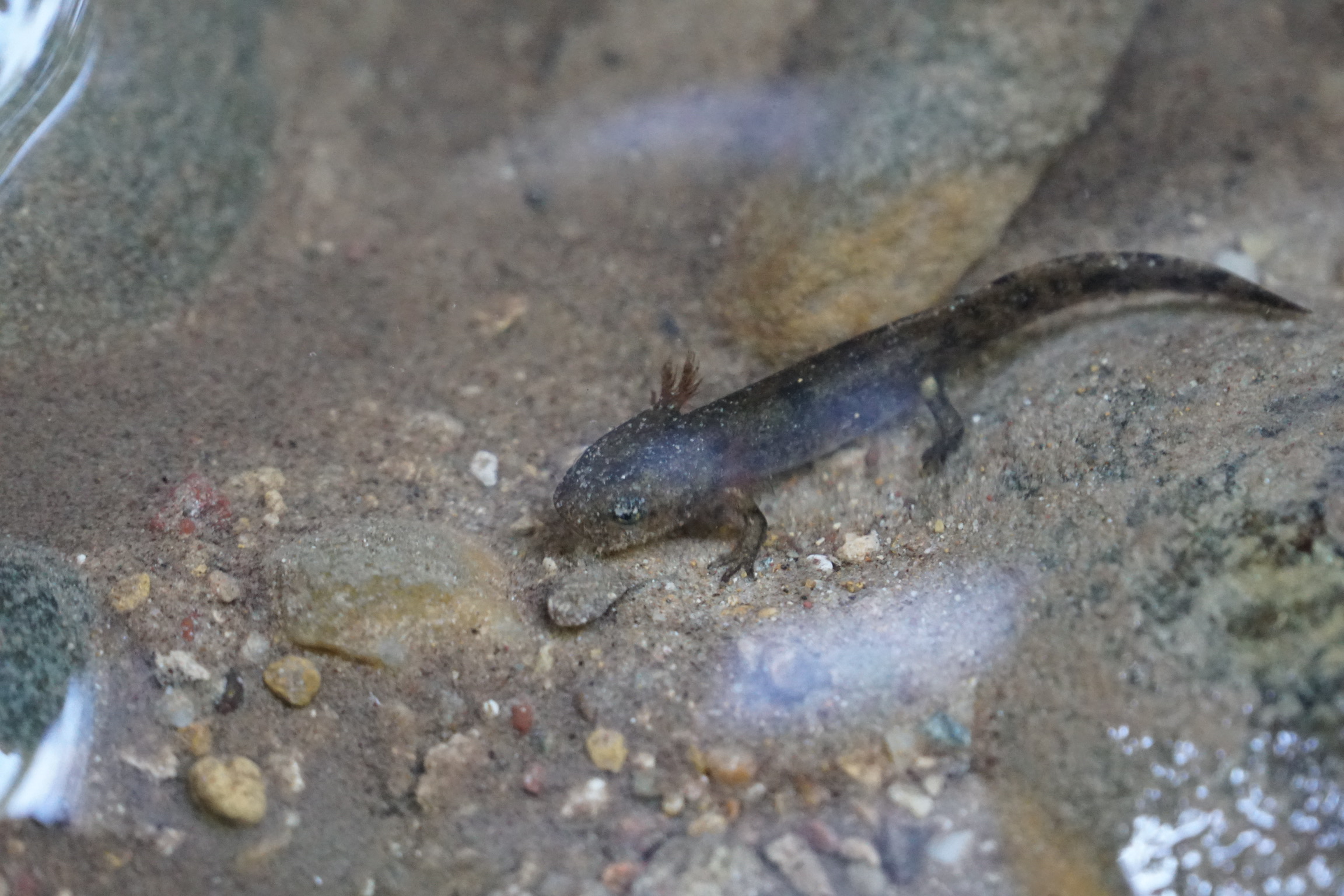 Feuersalamanderlarve ©ru4change.net