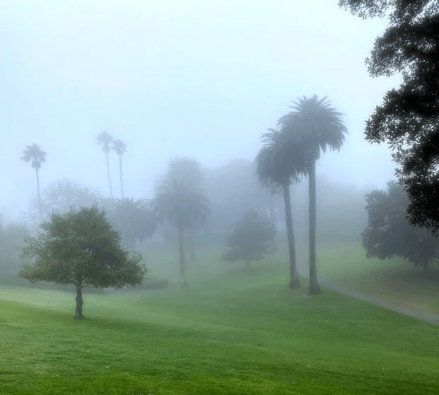 fog14.webp