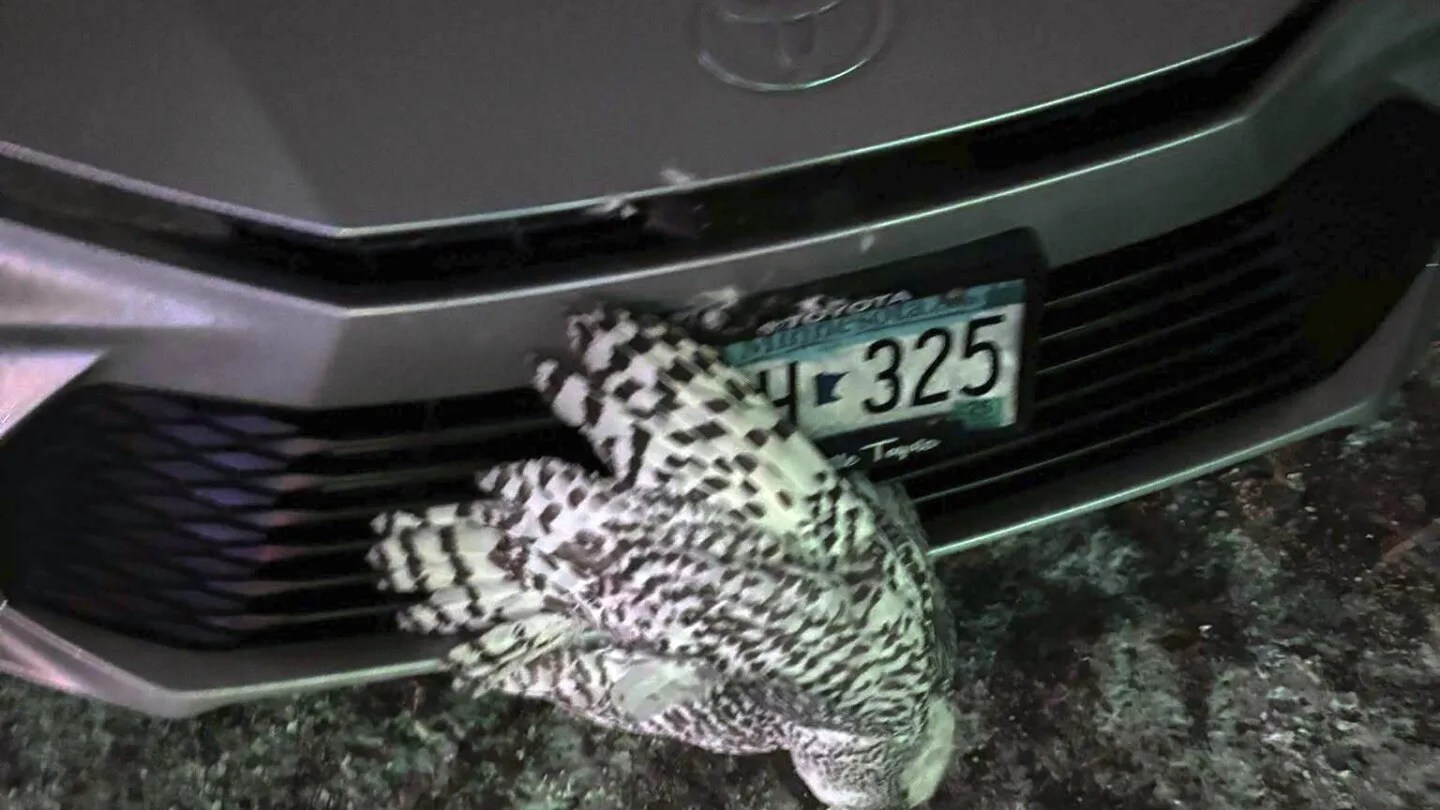 Minnesota Woman Saves One Owl, But Another Faces Tough Battle for Survival