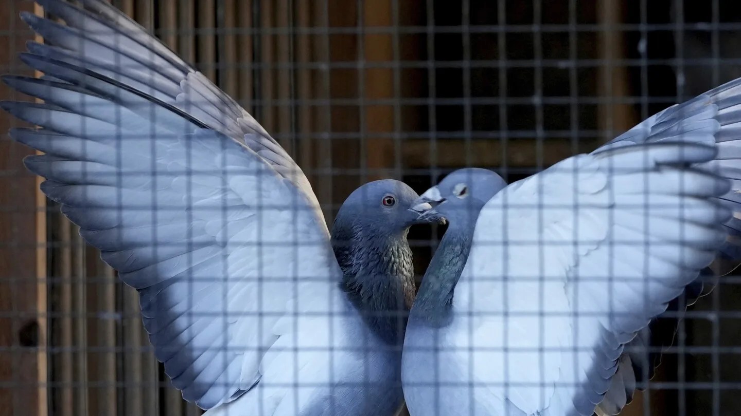 Pigeon Racing Ruffled by Rising Crime Concerns