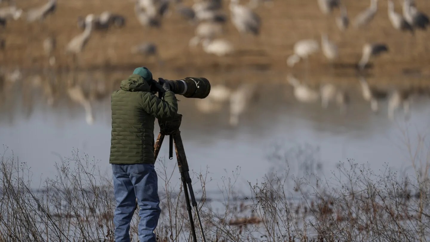 Alabama Haven: A Birdwatcher’s Dream Awash with Migrating Sandhill Cranes