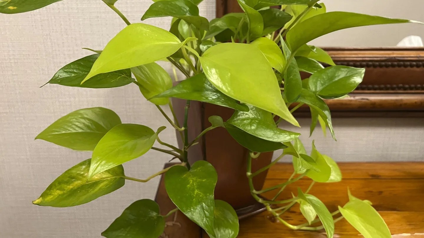 Selecting and Nurturing the Perfect Office Plants