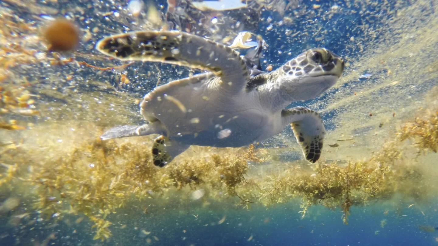 Scientists Crack the Code of Sea Turtles' Missing Years