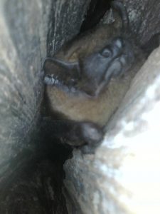 Noctule bat found during an aerial PRF inspection survey by a bat licensed tree climber