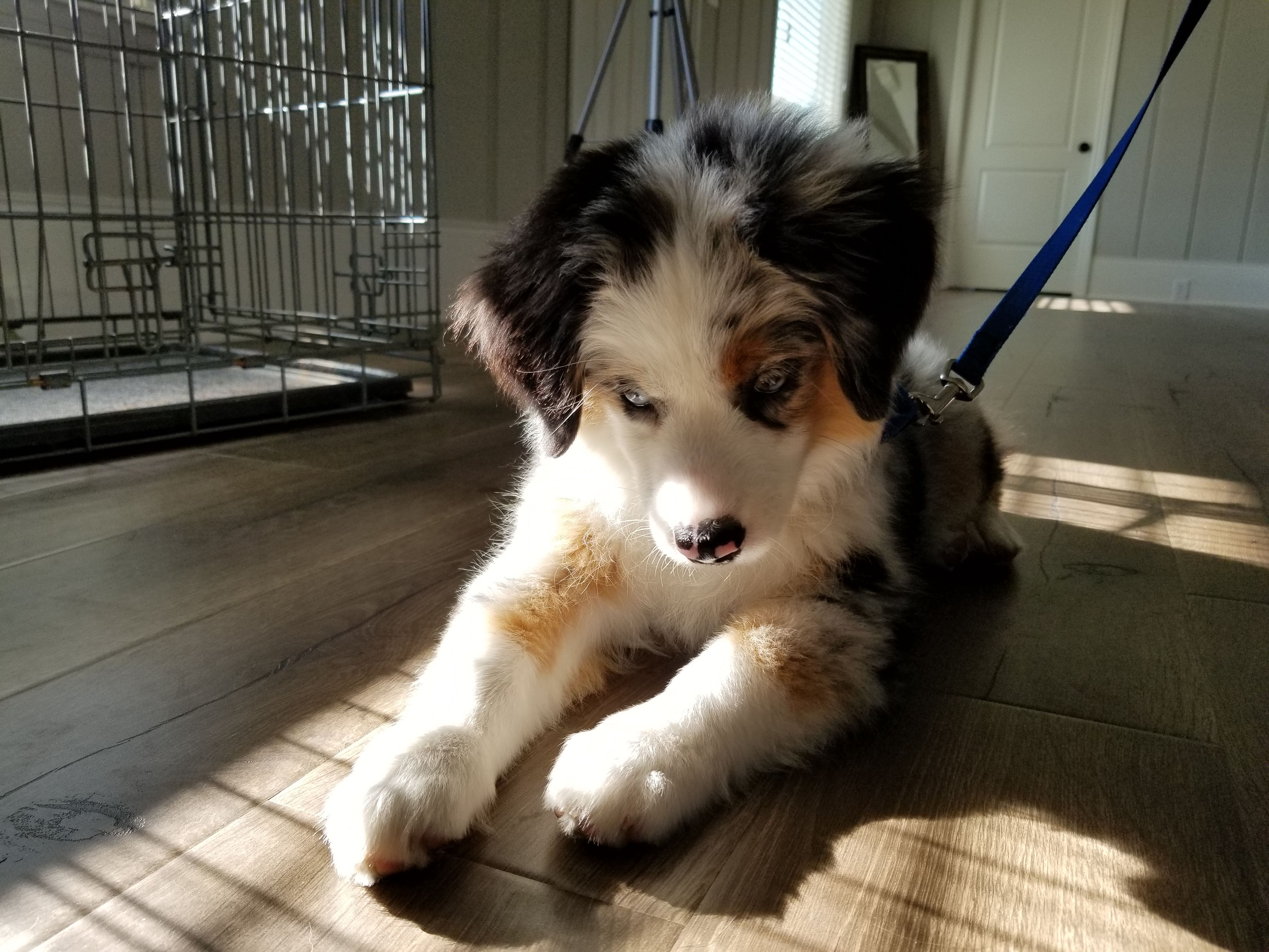 potty training dogs near me