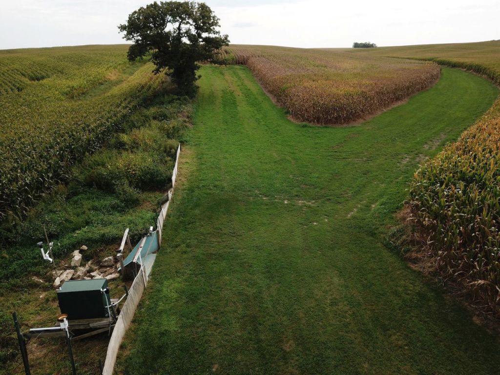Two wide strips of green grass go on either side of a dried corn field, forming a Y. On the left side of the photo is a long fence leading to a large tree in the background.
