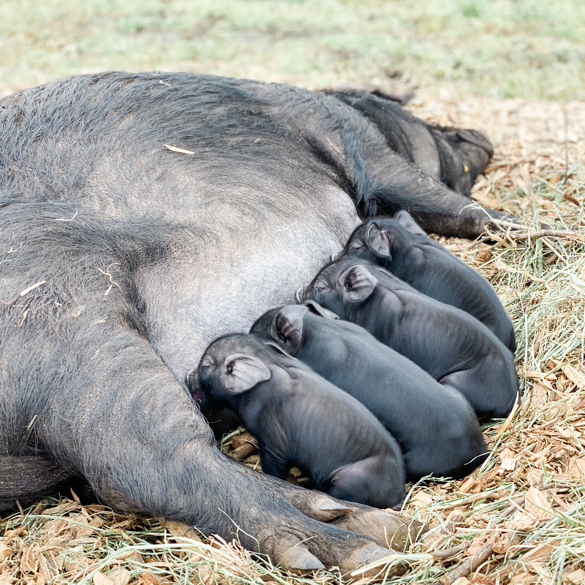 Feed the Pigs Food Scraps Roots & Boots Homestead
