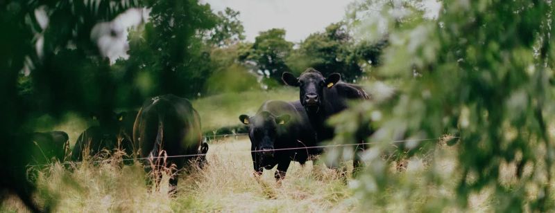 Sustainability Regeneration Regenerationagriculture - Premium Gradient Texture Gallery - Desktop