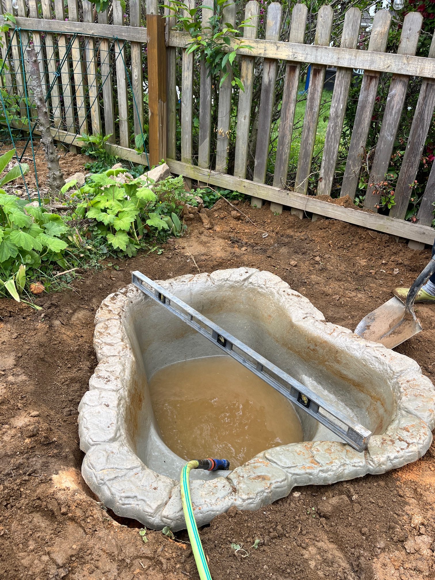 An in-progress shot of 66-gallon repurposed rigid pond featuring native Mid-Atlantic aquatic plants
