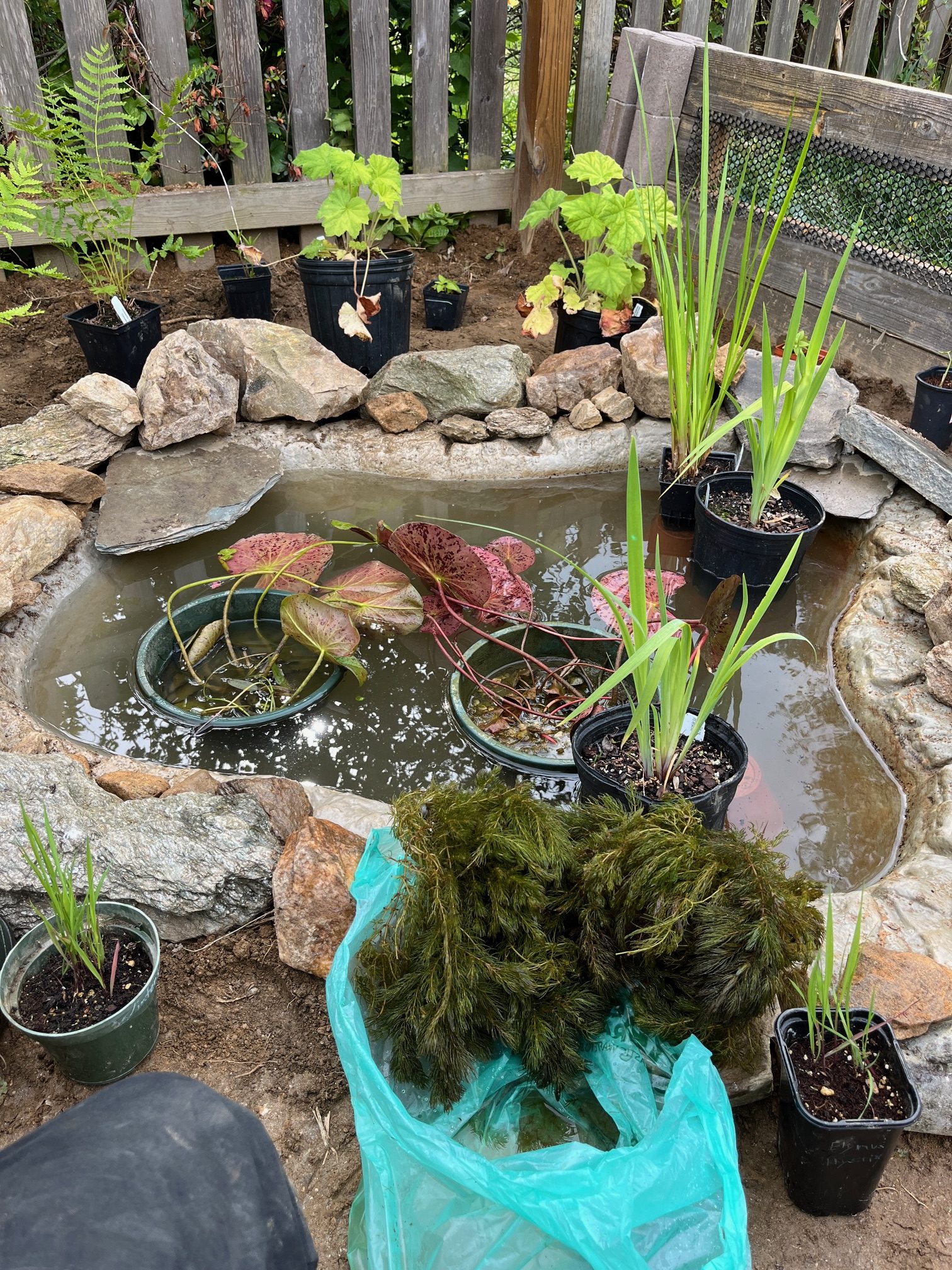 An in-progress shot of 66-gallon repurposed rigid pond featuring native Mid-Atlantic aquatic plants