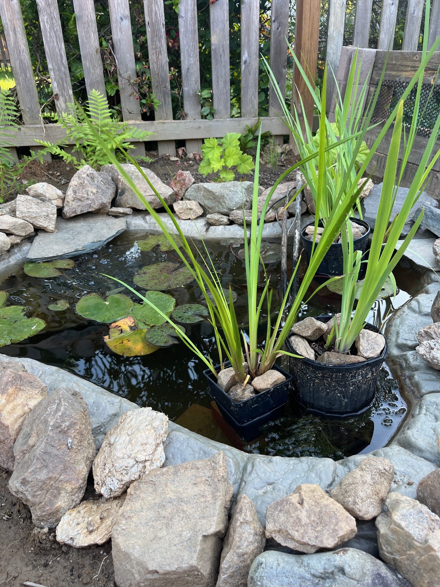 A 66-gallon repurposed rigid pond featuring native Mid-Atlantic aquatic plants and a solar pump