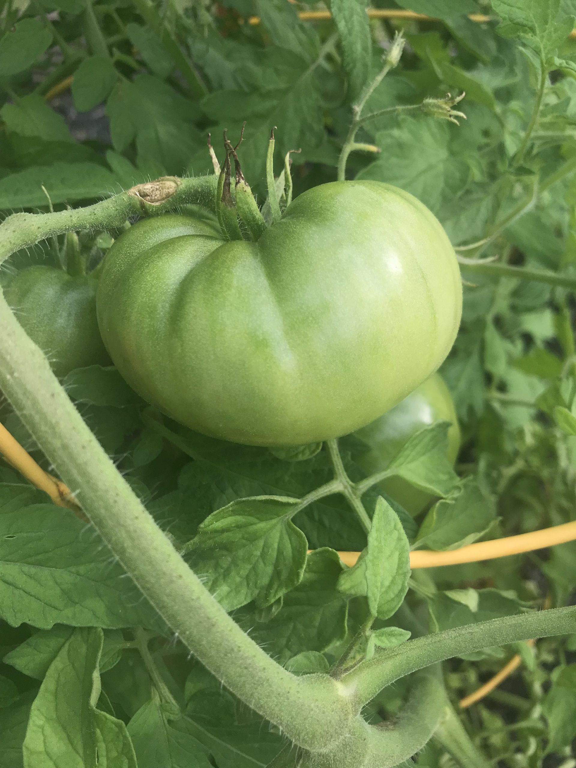green tomatoes