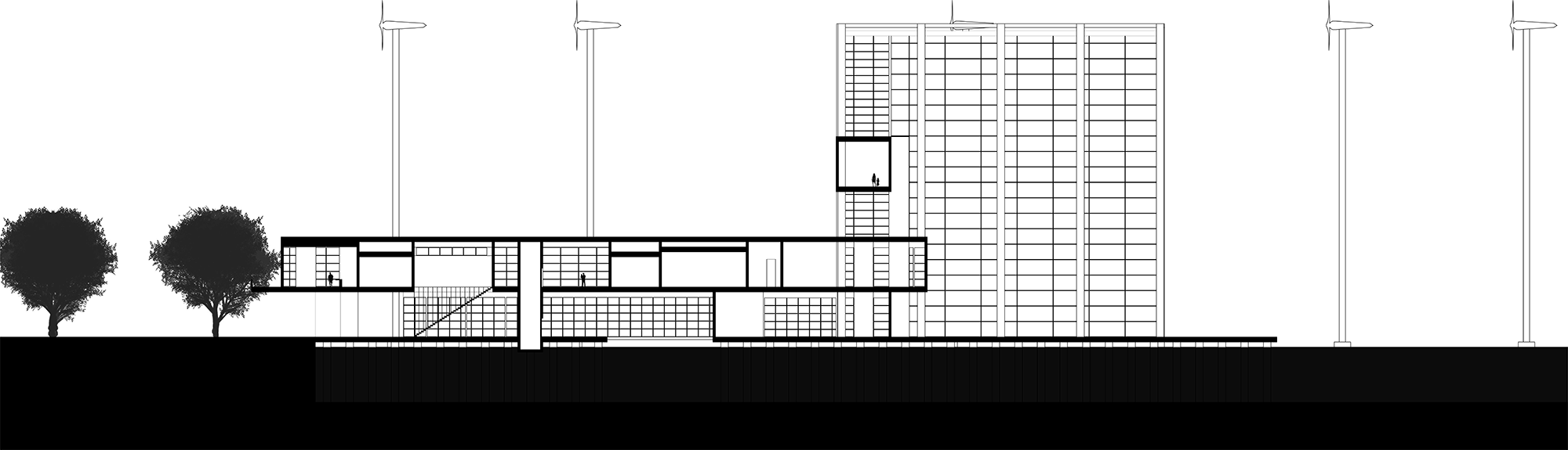 Longitudinal Section
