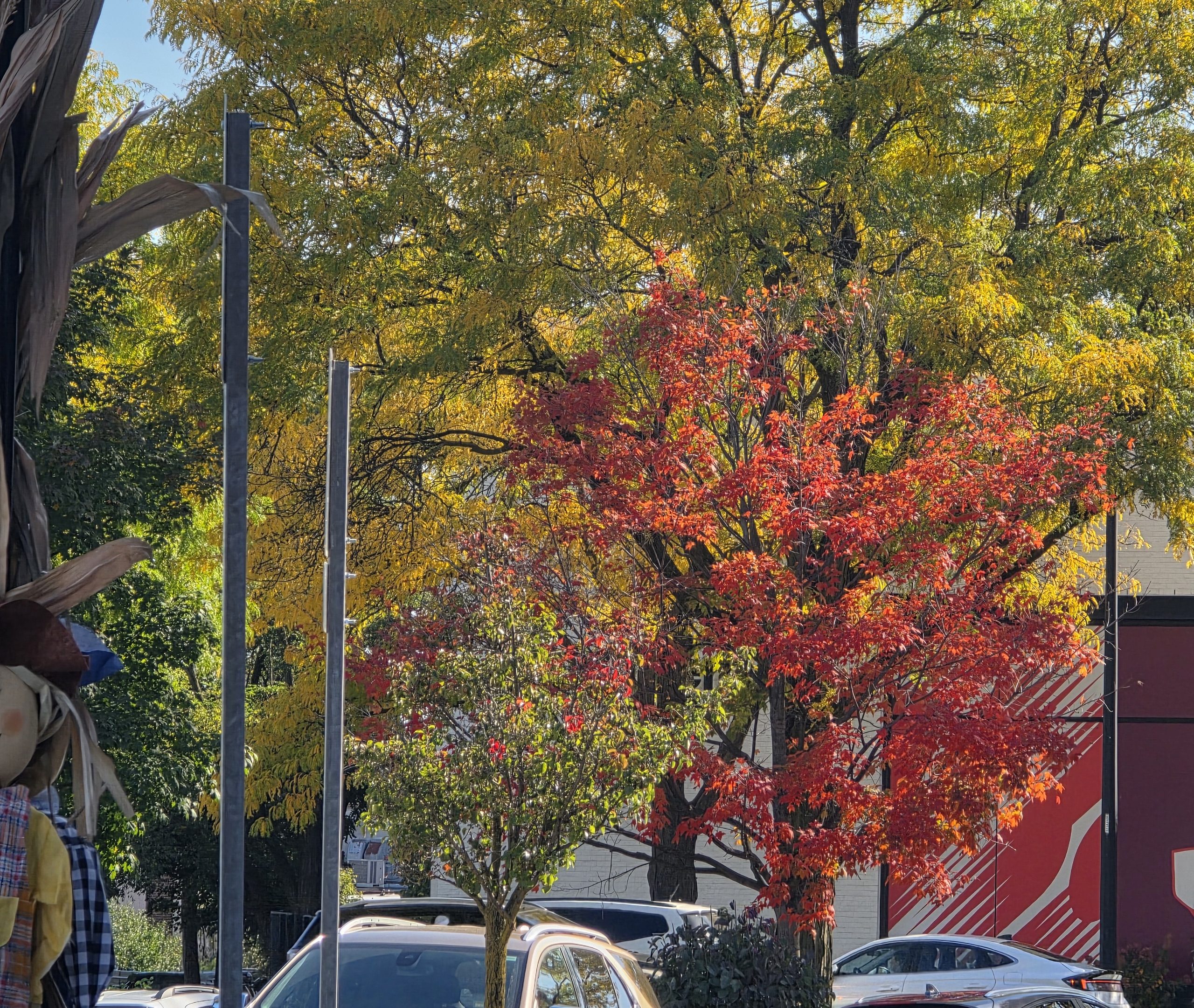 A tree beginning to turn brilliant red among green and golden foliage in early autumn.