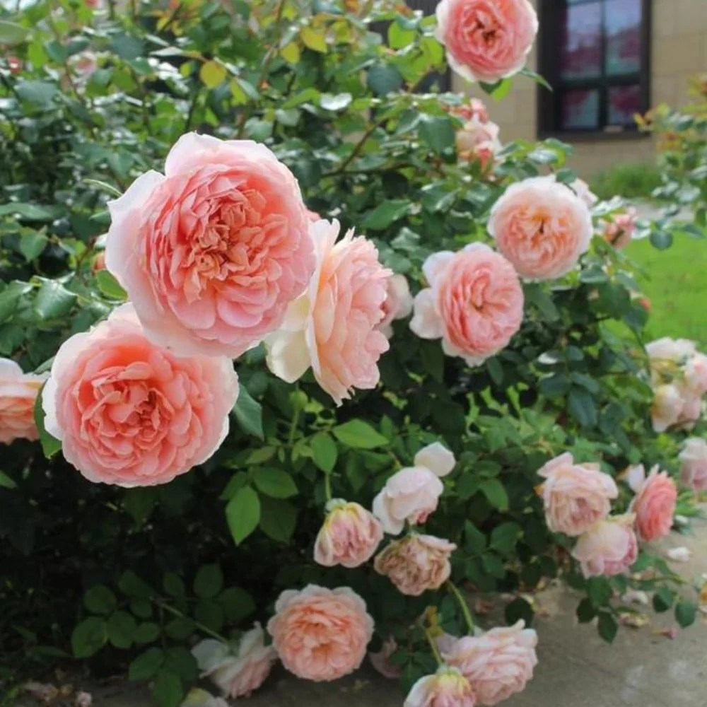 Abraham Darby Rose Captivating Apricot Pink Blooms Rose Explosion