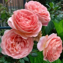 Abraham Darby Rose Captivating Apricot Pink Blooms Rose Explosion