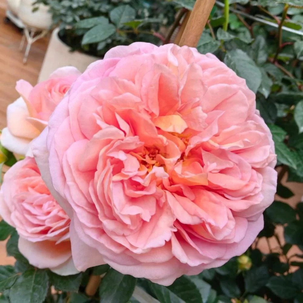 Abraham Darby Rose Captivating Apricot Pink Blooms Rose Explosion