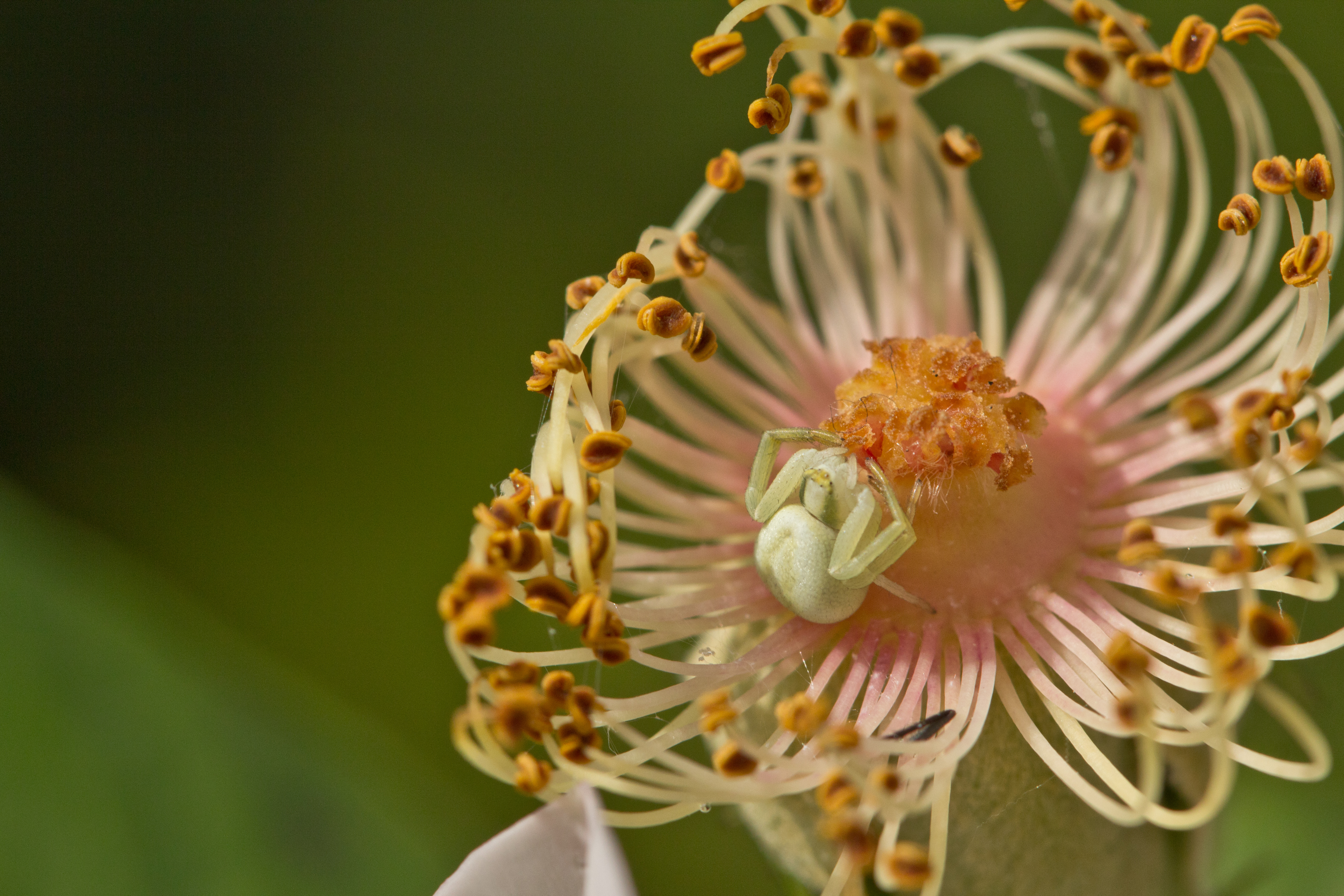 Heavenly Rosalind