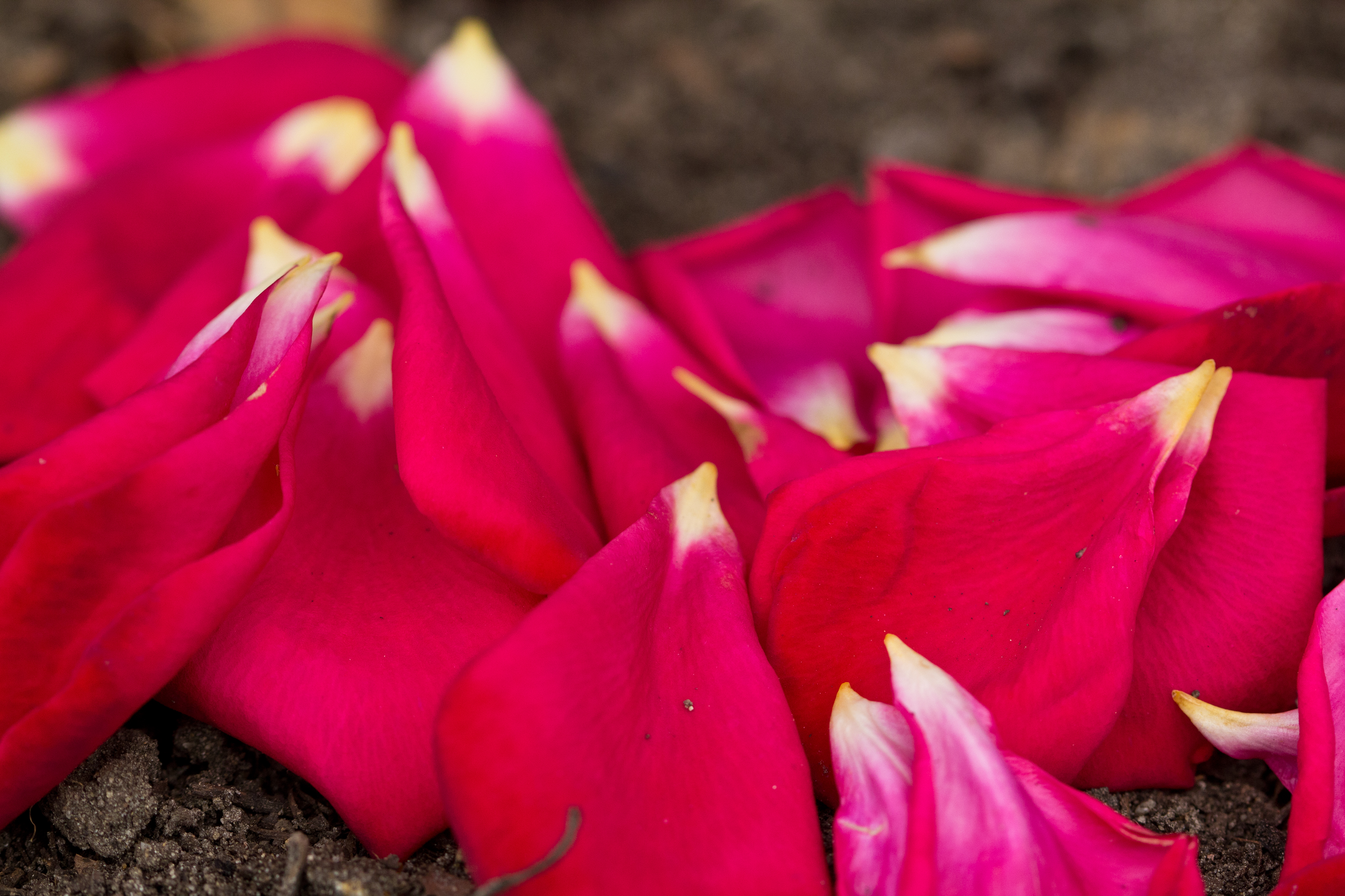 petals