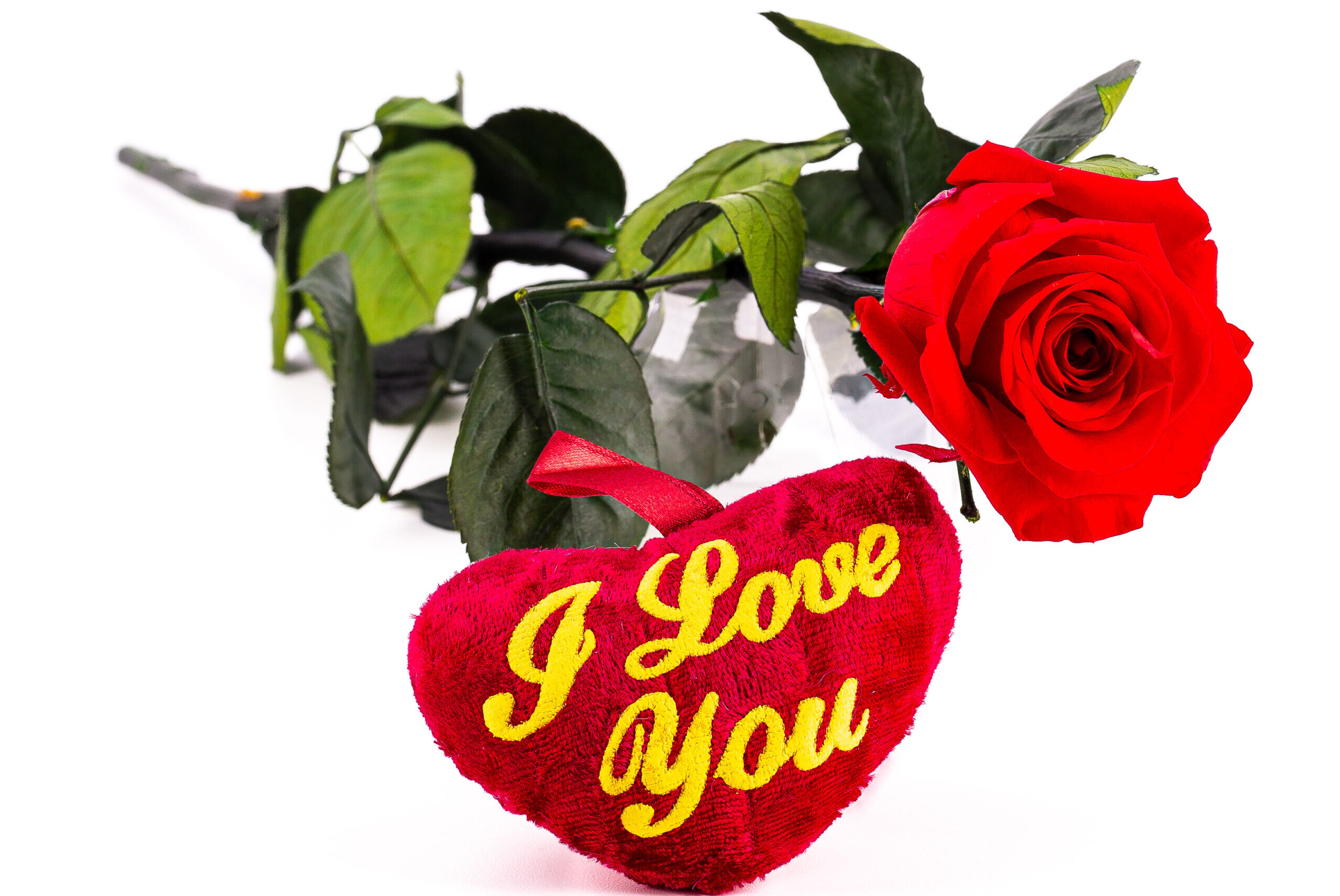 konservierte Rose rot - "I Love you"