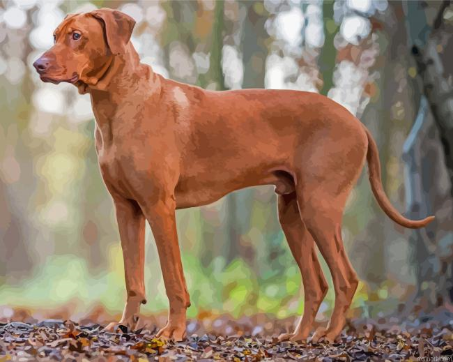 Aesthetic Rhodesian Ridgeback 5d Diamond Painting.png