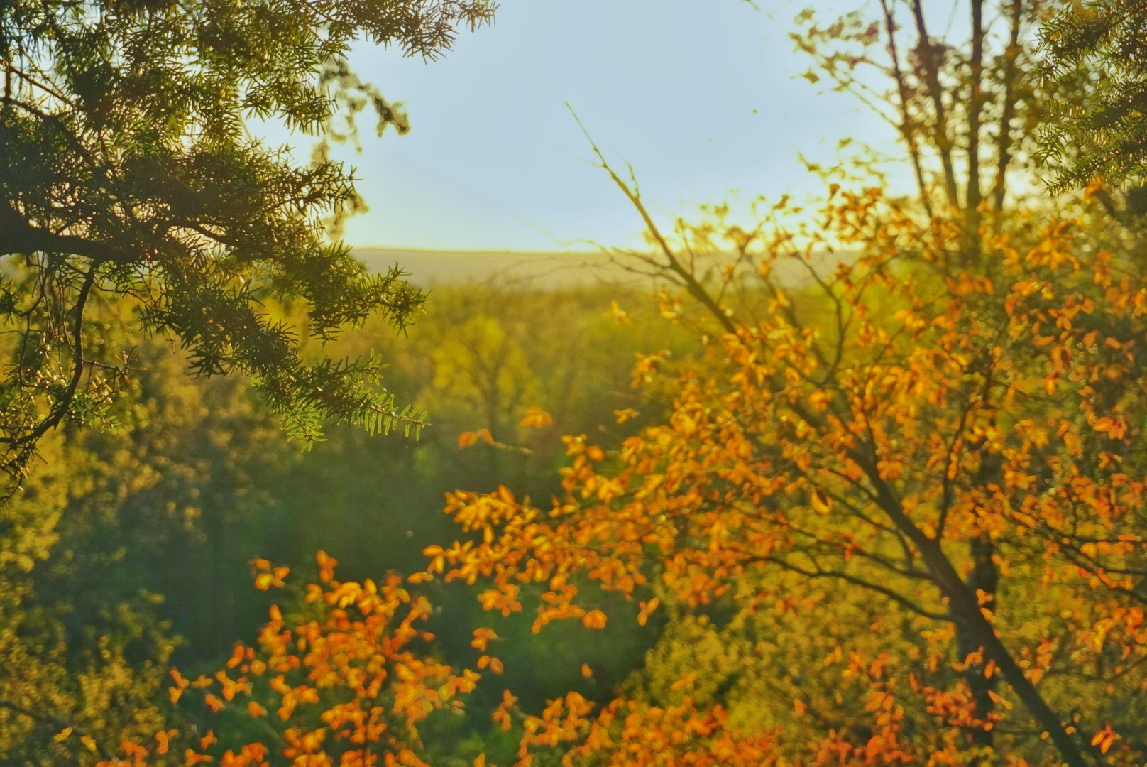 Reflections on Running 100 Miles